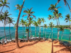 palm trees on beach shore during daytime